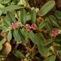 Polygonum plebeium R.Br.